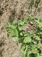 Chardon Marie (ph. Mrugala F., Venerieu, mai 2024)(7)